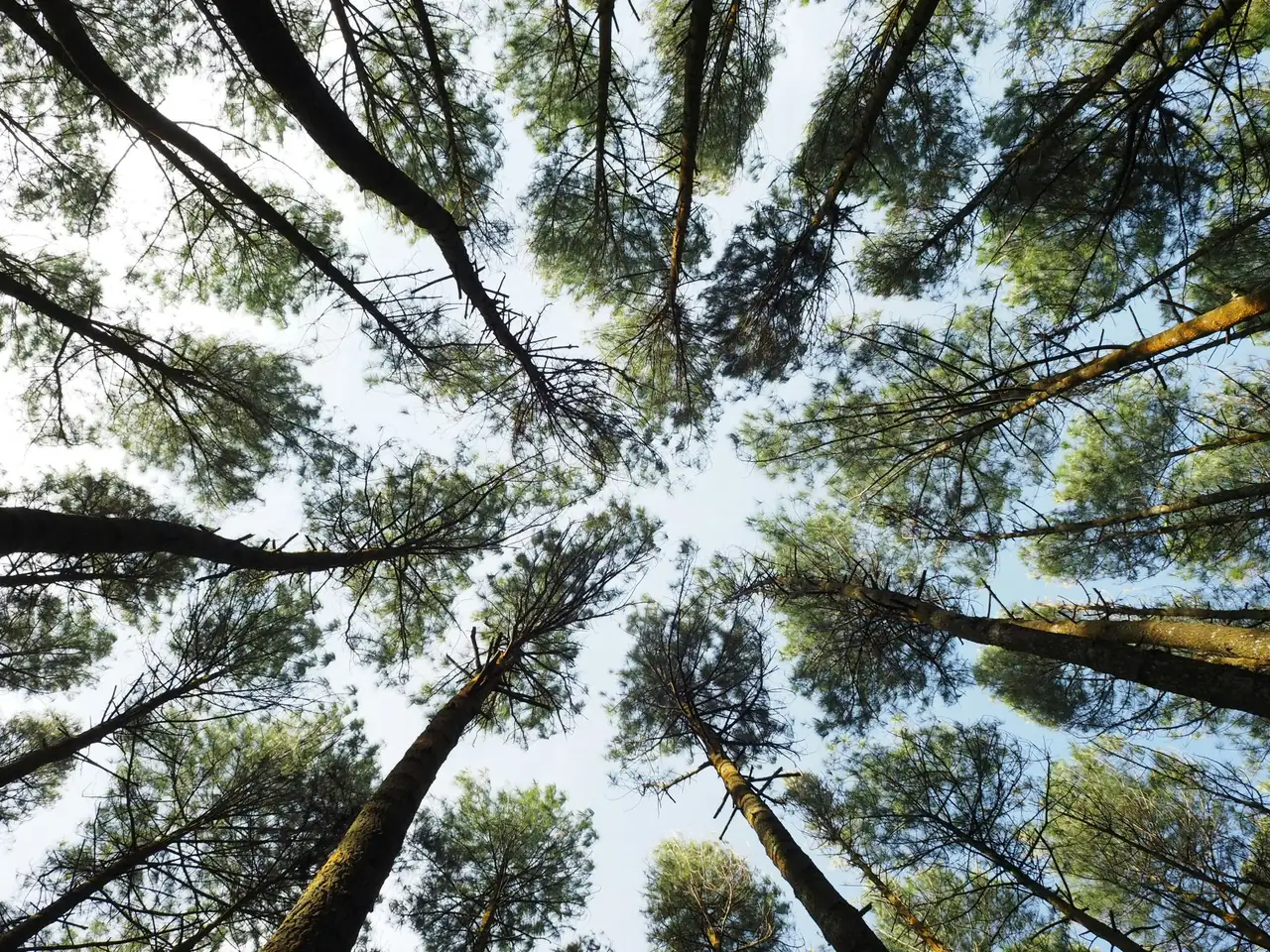 Nature photograph 01