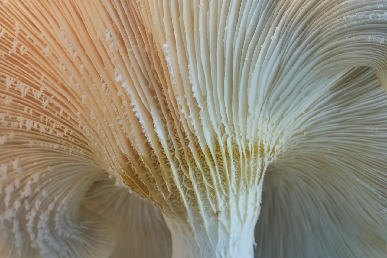 Nature photograph 02