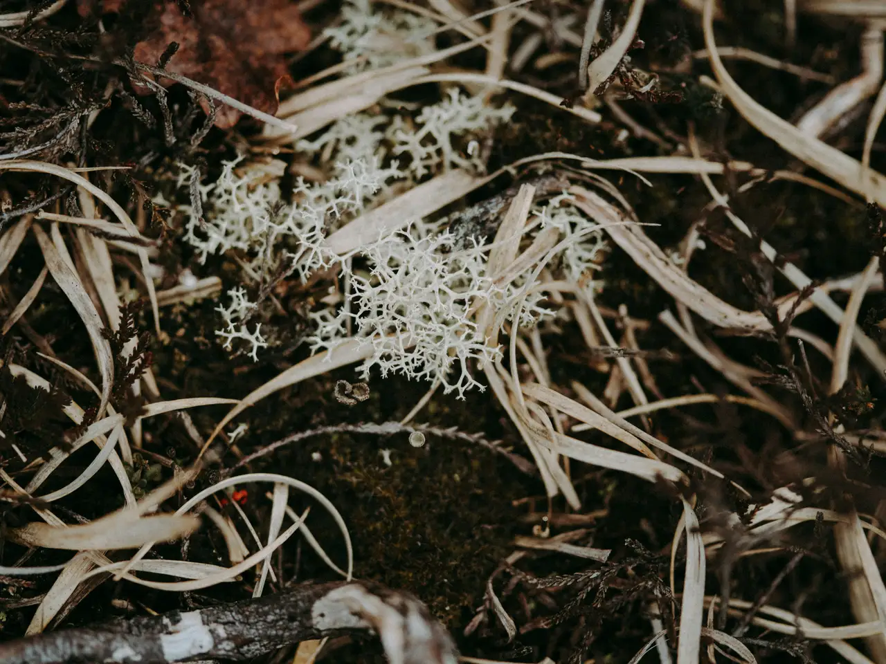 Nature photograph 03