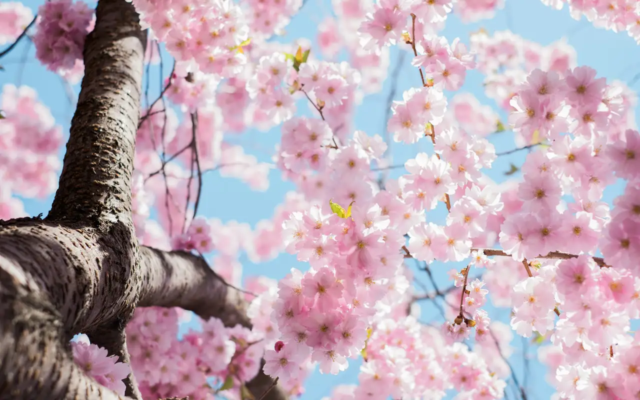 Nature photograph 04