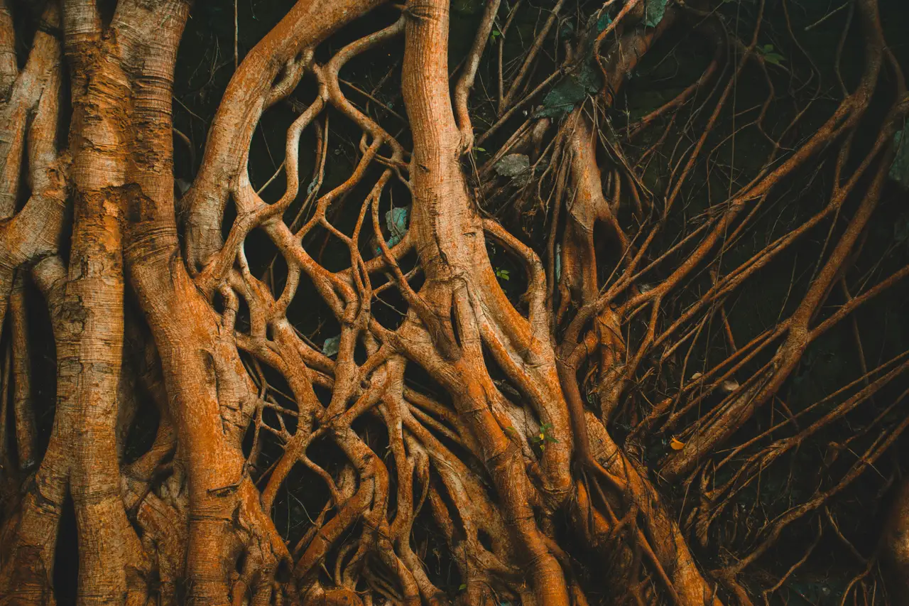 Nature photograph 05