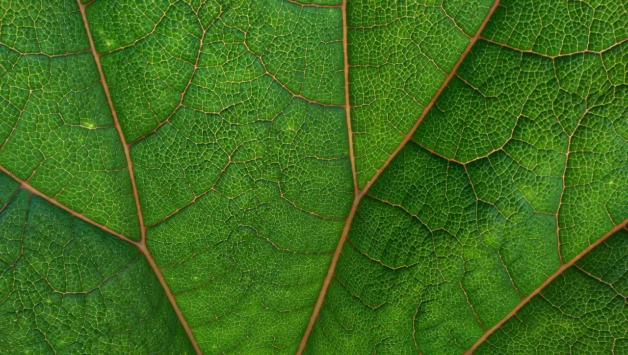 Nature photograph 06