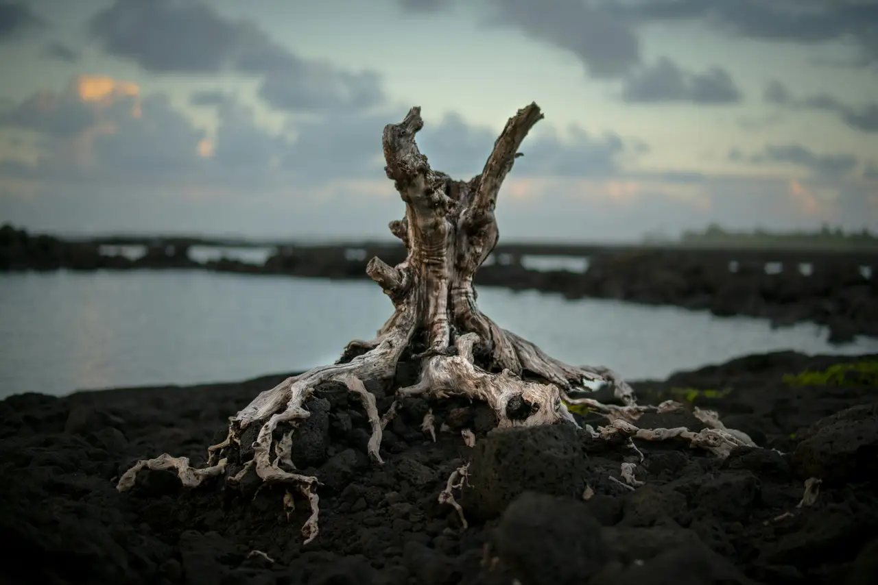 Nature photograph 07
