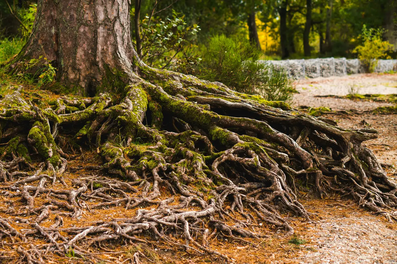 Nature photograph 09