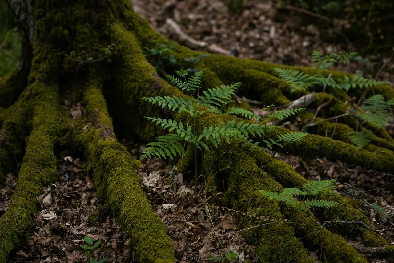 Nature photograph 10