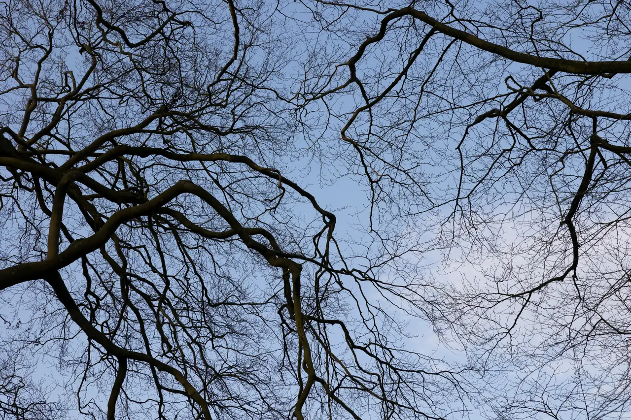 Nature photograph 12