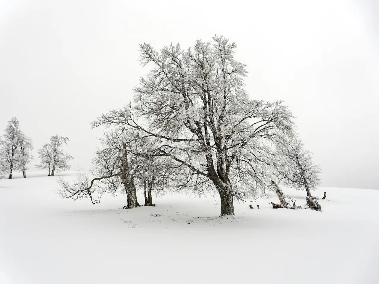 Nature photograph 15