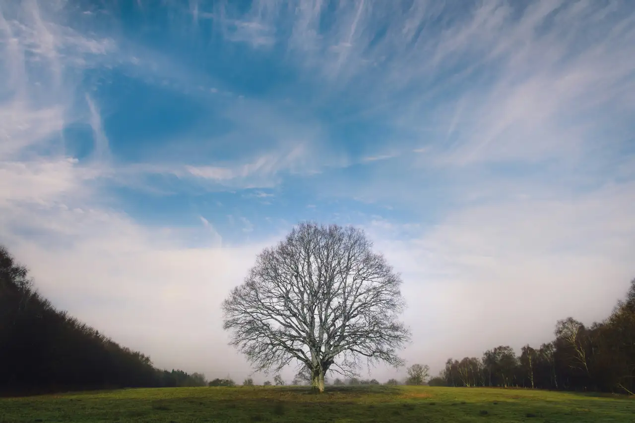 Nature photograph 17