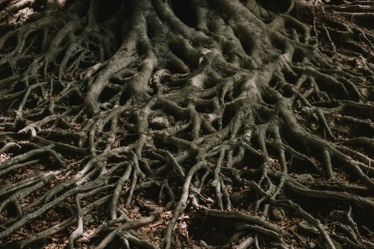 Nature photograph 18