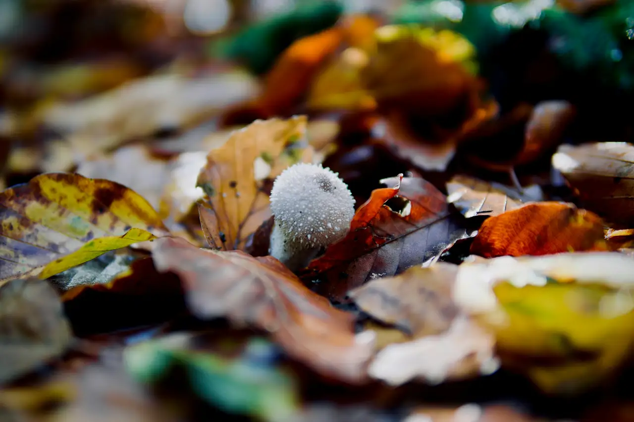 Nature photograph 19