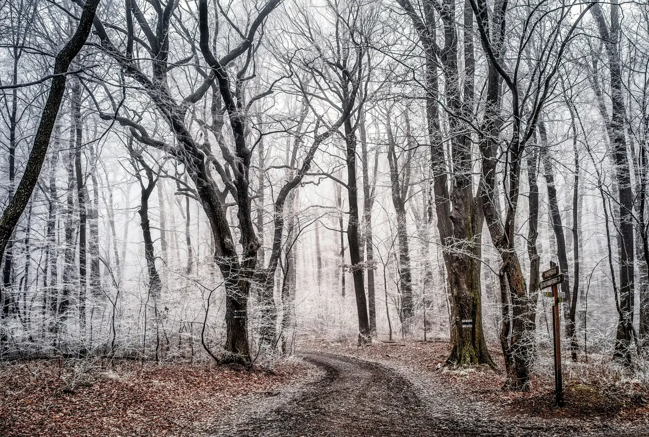 Nature photograph 20