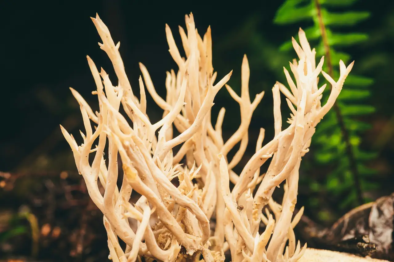 Nature photograph 21